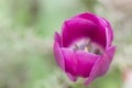 Soft focus of a pink tulip flower against a blurry garden Royalty Free Stock Photo