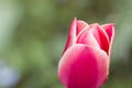 Soft focus of a pink tulip flower against a blurry garden Royalty Free Stock Photo