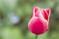 Soft focus of a pink tulip flower against a blurry garden Royalty Free Stock Photo