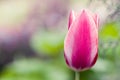 Soft focus of a pink tulip flower against a blurry garden Royalty Free Stock Photo