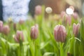 Soft focus of pink tulips with blurred pink tulips garden and bokeh of light background Royalty Free Stock Photo