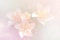 Soft focus on Plumeria flower. Sweet color of petal in blurred s Royalty Free Stock Photo