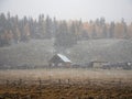 Soft focus, poor visibility. Snow during fall. Small village under the mountain. Golden autumn landscape of snowy foggy morning in Royalty Free Stock Photo