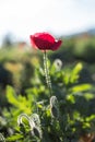 Soft focus Poppy nature green background.