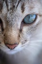 Soft focus Portrait of tabby .grey cat kitten striped adorable looking something looks fierce close up animal is eyes Royalty Free Stock Photo