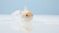 Soft-focus Portraits Of Gold Fish Swimming On Clear Blue Surface