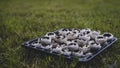 Soft focus of prepared portabella mushrooms stuffed with cheese on a lawn during an outdoor picnic