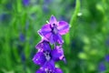 Soft focus of purple delphinium flowers blooming at a garden on a sunny day Royalty Free Stock Photo