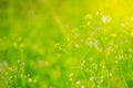 Soft focus of purple flower grass in meadow Royalty Free Stock Photo