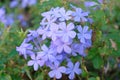 Soft focus, purple flowers in the garden Royalty Free Stock Photo