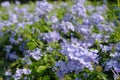 Soft focus, purple flowers in the garden Royalty Free Stock Photo