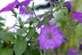 Soft focus, purple flowers in the garden