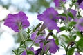 Soft focus, purple flowers in the garden