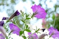 Soft focus, purple flowers in the garden Royalty Free Stock Photo