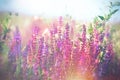 Soft focus on purple flowers in meadow