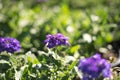 soft focus purple flowers outdoor with green leaf bokeh background