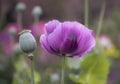 Soft focus of purple opium poppy with blurred background. Papaver somniferum Royalty Free Stock Photo