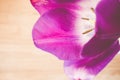 Soft focus of a purple tulip against a blurry wood background Royalty Free Stock Photo