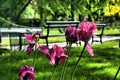 Soft focus of purple tulips at a park with blurry paths and trees in the background in spring Royalty Free Stock Photo