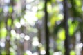 Soft Focus Rain Forest Background 1