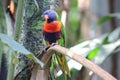 Soft focus of a Rainbow Lorikeet perched on a branch of a tree Royalty Free Stock Photo