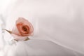 Soft focus red brown rose flower on silk. Horizontal copy space beige light background Royalty Free Stock Photo