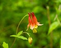 Soft focus of red columbine flower blooming at a garden