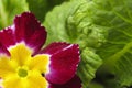 soft focus. red with yellow violet flowers close up Royalty Free Stock Photo