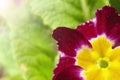 soft focus. red with yellow violet flowers close up Royalty Free Stock Photo