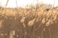 Soft focus of reeds stalks blowing in the wind at golden sunset light. Sun rays shining through dry reed grasses in sunny weather