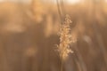 Soft focus of reeds stalks blowing in the wind at golden sunset light. Sun rays shining through dry reed grasses in sunny weather Royalty Free Stock Photo