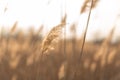 Soft focus of reeds stalks blowing in the wind at golden sunset light. Sun rays shining through dry reed grasses in sunny weather Royalty Free Stock Photo