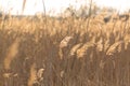 Soft focus of reeds stalks blowing in the wind at golden sunset light. Sun rays shining through dry reed grasses in sunny weather Royalty Free Stock Photo