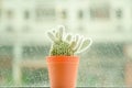 Soft focus and retro tone for a Cactus name Opuntia microdasys (angel's-wings, bunny ears cactus, bunny cactus or polka-dot cactus