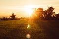 Soft focus Rice field and sky background at sunset time with sun rays Royalty Free Stock Photo