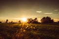 Soft focus Rice field and sky background at sunset time with sun rays Royalty Free Stock Photo