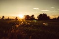 Soft focus Rice field and sky background at sunset time with sun rays Royalty Free Stock Photo