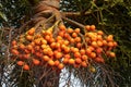 Soft focus of ripe palm on palm tree in palm farm