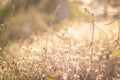 Nature\'s Symphony: Morning Light Paints a Vibrant Canvas in Wildgrass Meadow Field