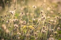 Ablaze with Beauty: Morning Light Casts a Golden Spell on Wildgrass Meadow Field