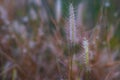 Enchanting Dawn: Morning Light Awakens Wildgrass Meadow Field in Splendor