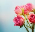 Soft focus rose flower Royalty Free Stock Photo