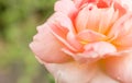 Soft focus rose flower blooming in the garden Royalty Free Stock Photo