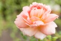 Soft focus rose flower blooming in the garden Royalty Free Stock Photo
