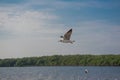 Soft focus, Seagull flying in the blue sky. Royalty Free Stock Photo