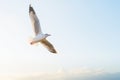 Soft focus seagull flying on the sky Royalty Free Stock Photo