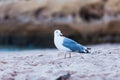 Soft focus of a seagull on a sandy shore with a blurry background Royalty Free Stock Photo