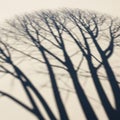 Soft focus shadow of leafless tree branches on a light surface Royalty Free Stock Photo