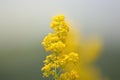 Soft focus shot of wildflower