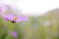 Soft focus side of view of blooming purple cosmos with blurry and bokeh field of cosmos background